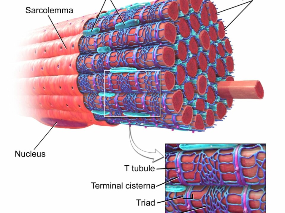 A muscle fibre with the sarcoplasmic reticulum coloured in blue. The sarcoplasmic reticulum contains calcium. Calcium ions are released through special channels when the muscle is stimulated by nerve signals. This free calcium causes the muscle cell to contract. When the muscle relaxes again, the calcium gets sent back into the sarcoplasmic reticulum. (Figure: Blausen.com staff. 'Blausen gallery 2014'. Wikiversity Journal of Medicine. DOI:10.15347/wjm/2014.010, Creative Commons)