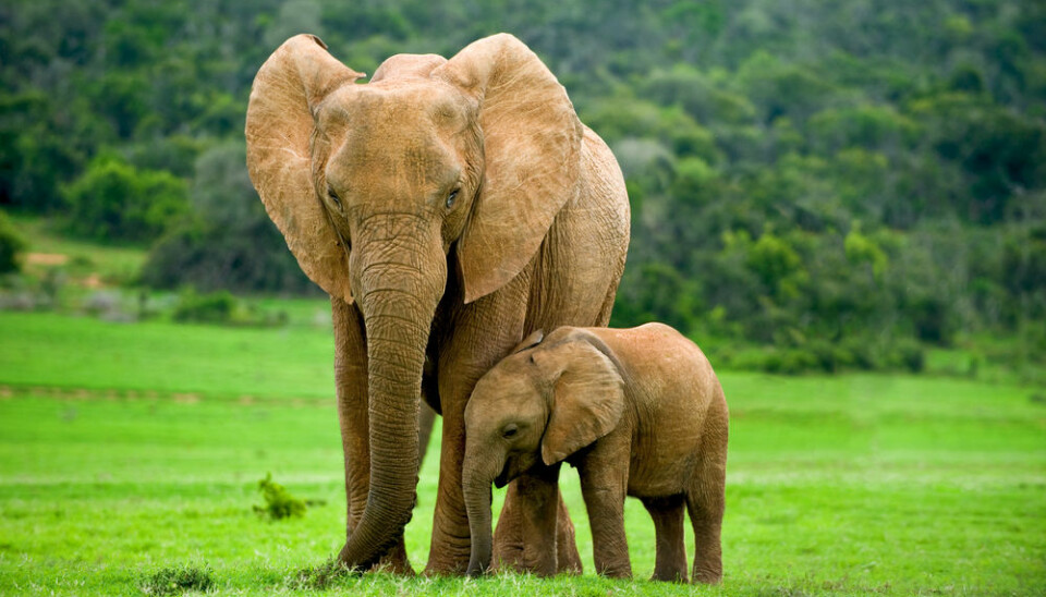Elephants have a huge impact on how the landscape looks and are important for the survival of other species in their vicinity. (Photo: Shutterstock)