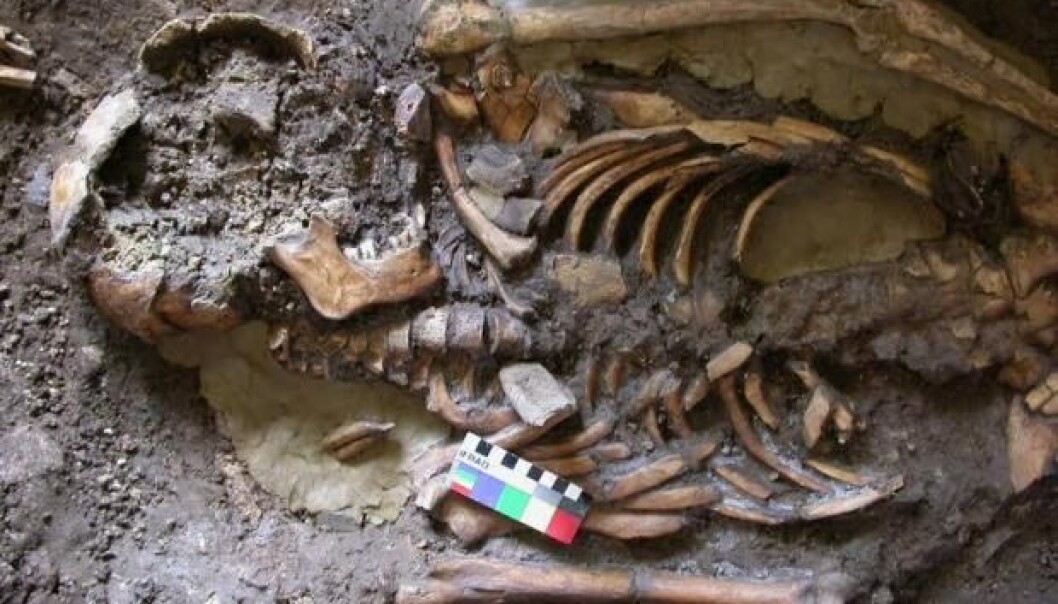 DNA was recovered from a molar tooth of this skeleton--a man who was buried approximately 9,700 years ago in Kotias Klde cave in the Caucasus Mountains of Georgia, south of Russia and east of the Black Sea. (Photo: Eppie Jones / Nature) DNA was recovered from a molar tooth of this skeleton--a man who was buried approximately 9,700 years ago in Kotias Klde cave in the Caucasus Mountains of Georgia, south of Russia and east of the Black Sea. (Photo: Eppie Jones / Nature)
