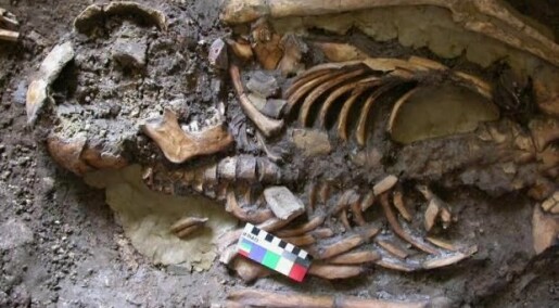 Ice Age hunters reveal new line of European ancestry