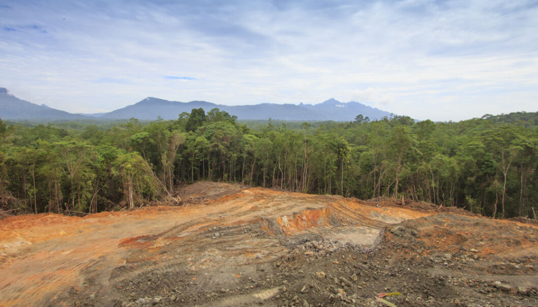 The world's rainforests are being cleared at such startling speeds that over half of all tree species are now at risk of extinction. (Photo: Shutterstock) The world's rainforests are being cleared at such startling speeds that over half of all tree species are now at risk of extinction. (Photo: Shutterstock)