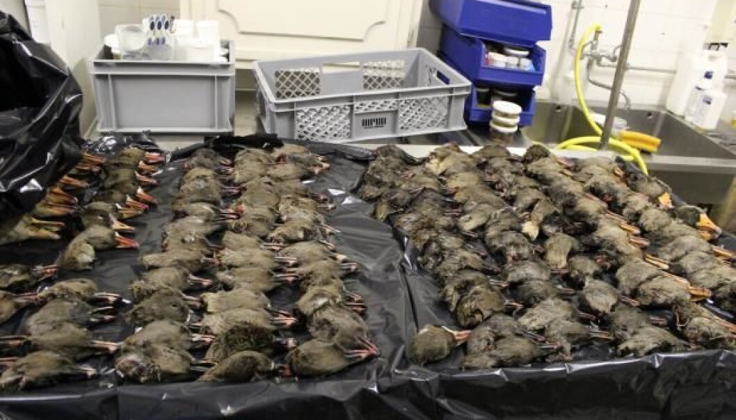 Scientists, in collaboration with Danish hunters, analysed 333 goose heads and found that seven of them were infected with the deadly 'aquatic bird bornavirus 1’. (Photo: Fick Thomsen) Scientists, in collaboration with Danish hunters, analysed 333 goose heads and found that seven of them were infected with the deadly 'aquatic bird bornavirus 1’. (Photo: Fick Thomsen)