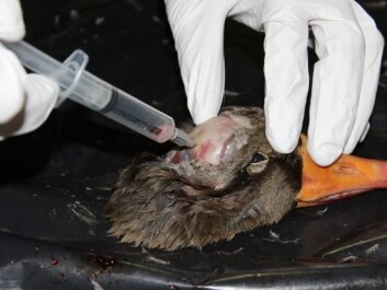 Scientists took samples of severed goose heads and discovered that Scandinavian geese are infected with the same strain of the virus that plagues geese in North America. (Photo: Fick Thomsen) Scientists took samples of severed goose heads and discovered that Scandinavian geese are infected with the same strain of the virus that plagues geese in North America. (Photo: Fick Thomsen)