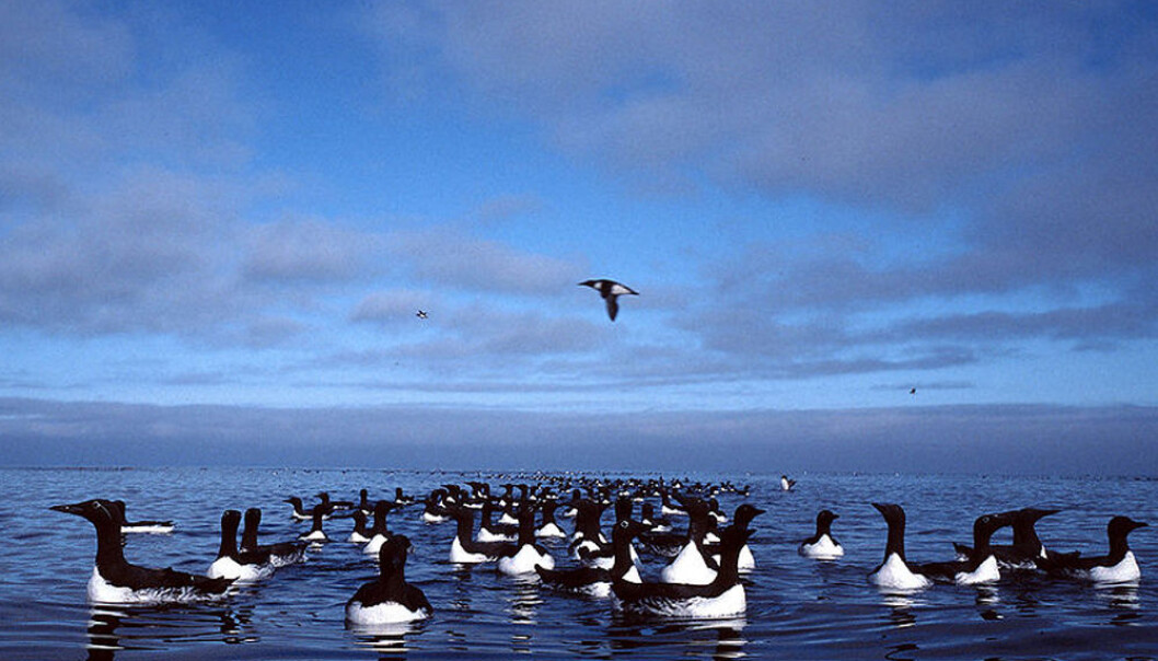 Guillemots live on fish and are found in flocks along Greenland’s coasts, which makes them highly vulnerable to oil spills. (Photo: Colourbox) Guillemots live on fish and are found in flocks along Greenland’s coasts, which makes them highly vulnerable to oil spills. (Photo: Colourbox)