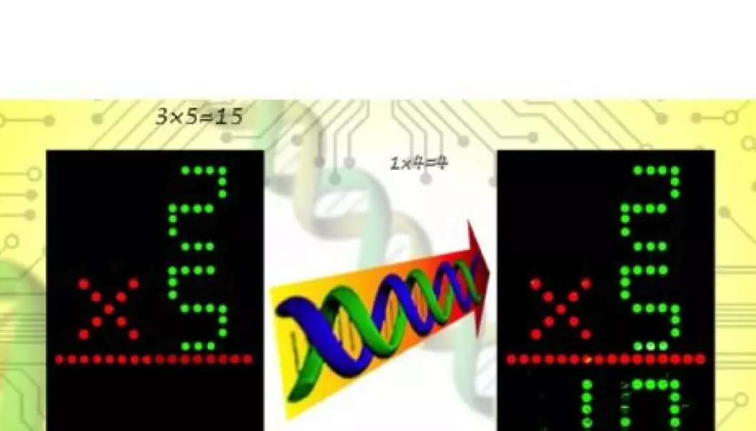 A DNA-based computer is designed to select the result of the multiplication of the two variables. The result is displayed as a number in a display of labelled DNA sequences. (Photo: Huajie Liu, Shanghai Institute of Applied Physics)