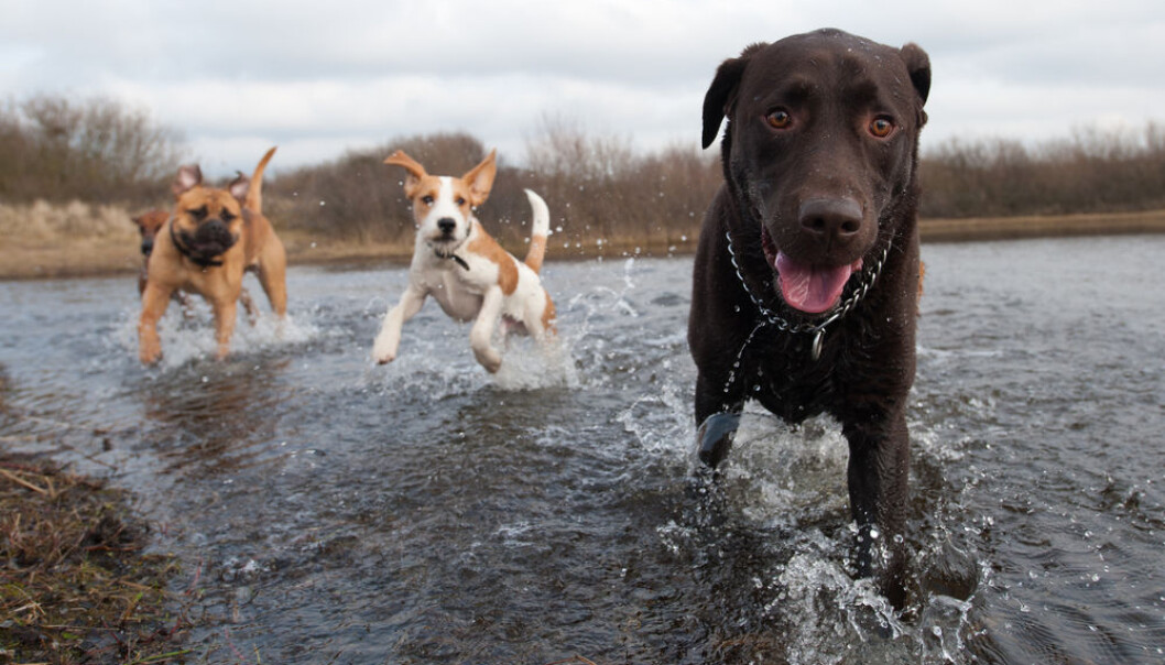 Some of the basic questions about the history of dogs remain unanswered: Where did they come from and when did they become man’s best friend? (Photo: Shutterstock) Some of the basic questions about the history of dogs remain unanswered: Where did they come from and when did they become man’s best friend? (Photo: Shutterstock)