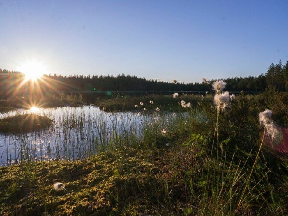 Cotton grass and peat moss. Scientists at Umeå University have studied how peat moss absorbs CO2. Old, dead moss sinks into bogs, which are vital natural carbon traps.  (Photo: Arnfinn Christensen, forskning.no)