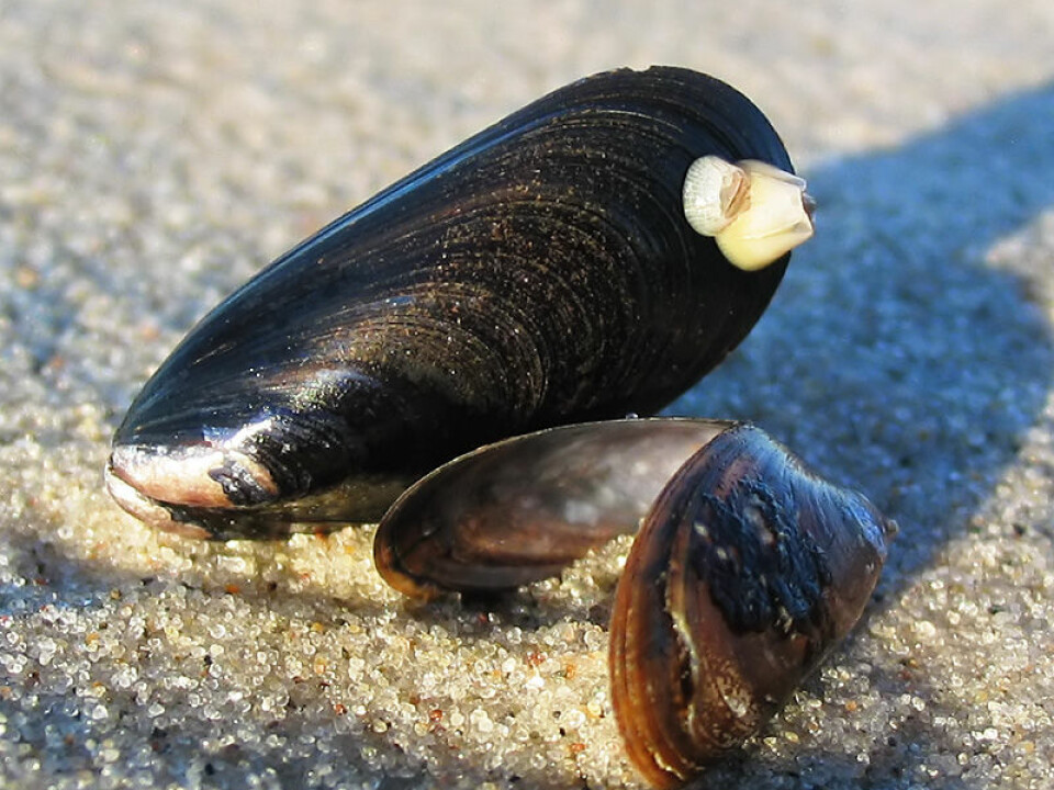 Mussels can make an extremely strong superglue which research chemists are now trying to replicate (Photo: Darkone)