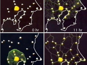 Slime mould was placed in the middle of a map of Tokyo. The mould started growing outwards and encountered oat flakes placed over each railway station on the map. After 24 hours the mould had optimised a corridor network for transporting nutrients back to the centre that was virtually identical in design with the real Tokyo railway network. (Photo: Science/AAAS)