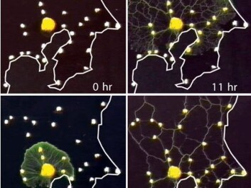 Slime mould was placed in the middle of a map of Tokyo. The mould started growing outwards and encountered oat flakes placed over each railway station on the map. After 24 hours the mould had optimised a corridor network for transporting nutrients back to the centre that was virtually identical in design with the real Tokyo railway network. (Photo: Science/AAAS) Slime mould was placed in the middle of a map of Tokyo. The mould started growing outwards and encountered oat flakes placed over each railway station on the map. After 24 hours the mould had optimised a corridor network for transporting nutrients back to the centre that was virtually identical in design with the real Tokyo railway network. (Photo: Science/AAAS)