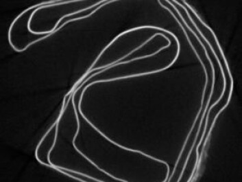A cross-section of the rolled up thin metal plate produced by a CT scan. (Photo: Rubina Raja) A cross-section of the rolled up thin metal plate produced by a CT scan. (Photo: Rubina Raja)