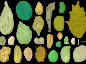 Collection of seeds of flowering plants from the Cretaceous period, between 110 and 125 million years ago. The exceptionally well-preserved seeds demonstrate what the very first flowering plants looked like. (Illustration: Else Marie Friis) Collection of seeds of flowering plants from the Cretaceous period, between 110 and 125 million years ago. The exceptionally well-preserved seeds demonstrate what the very first flowering plants looked like. (Illustration: Else Marie Friis)