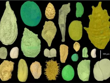 Collection of seeds of flowering plants from the Cretaceous period, between 110 and 125 million years ago. The exceptionally well-preserved seeds demonstrate what the very first flowering plants looked like. (Illustration: Else Marie Friis)