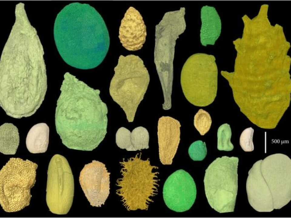 Collection of seeds of flowering plants from the Cretaceous period, between 110 and 125 million years ago. The exceptionally well-preserved seeds demonstrate what the very first flowering plants looked like. (Illustration: Else Marie Friis)