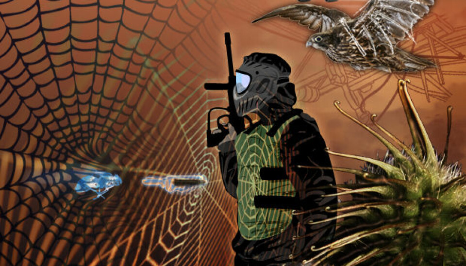 Velcro, inspired by burrs from the burdock plant, is the best-known example of bionics. Future products could include bulletproof vests spun from artificial spider web filaments. (Illustration: Mette Friis-Mikkelsen)