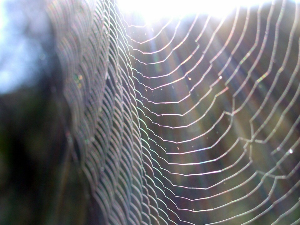 In relation to their filament diameter, the strands of a spider's web are enormously strong and elastic. Researchers believe this material could be the key to inventing a product that can compete with Kevlar and carbon fibre. (Photo: Colourbox)