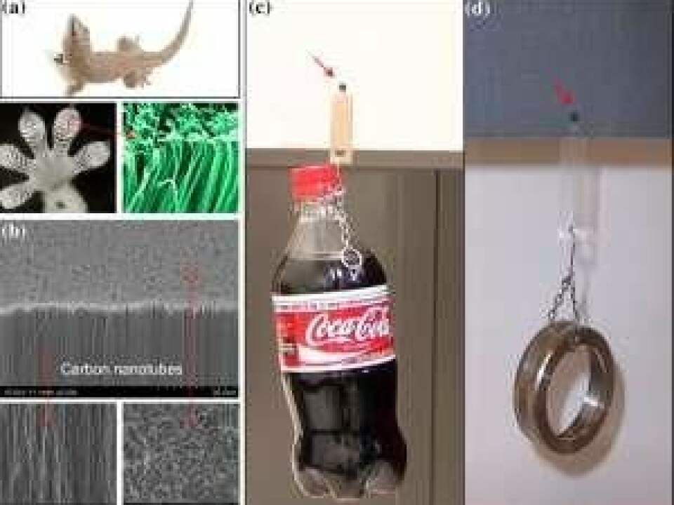 Researchers have developed a super-adhesive material inspired by geckoes. The illustrations show: a) a gecko, gecko foot and gecko setae and spatulae. b) carbon nanotubes with nanotube 'spaghetti' on top. c) a 650 gram bottle of cola hangs suspended from a 4x4 mm tape of nanotubes on a glass plate. d) a 150 gram stainless steel ring hangs from the same 4x4 mm tape of nanotubes on sandpaper. (Illustration: Science/AAAS)