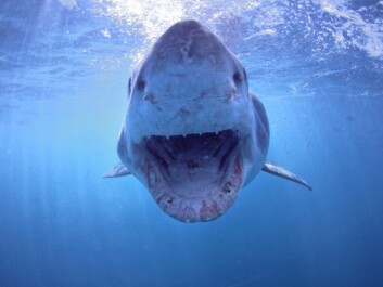 Researchers have discovered that the skin surface of the shark has a special pattern of lines that enables faster movement through the water and prevents fouling. Ships could benefit from the same ability. (Photo: Colourbox) Researchers have discovered that the skin surface of the shark has a special pattern of lines that enables faster movement through the water and prevents fouling. Ships could benefit from the same ability. (Photo: Colourbox)