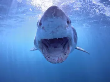 Researchers have discovered that the skin surface of the shark has a special pattern of lines that enables faster movement through the water and prevents fouling. Ships could benefit from the same ability. (Photo: Colourbox)