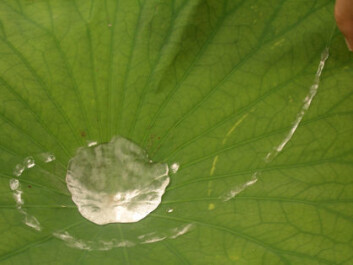 Water droplets run off the lotus flower's water-repellent leaf surface, which is covered with many microscopic spikes that prevent water from penetrating between them. (Photo: Ralf Pfeifer) Water droplets run off the lotus flower's water-repellent leaf surface, which is covered with many microscopic spikes that prevent water from penetrating between them. (Photo: Ralf Pfeifer)