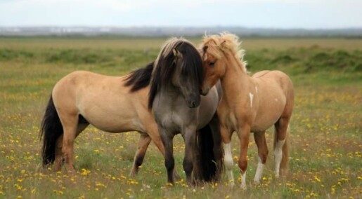 Wild horses lost their camouflage because of humans