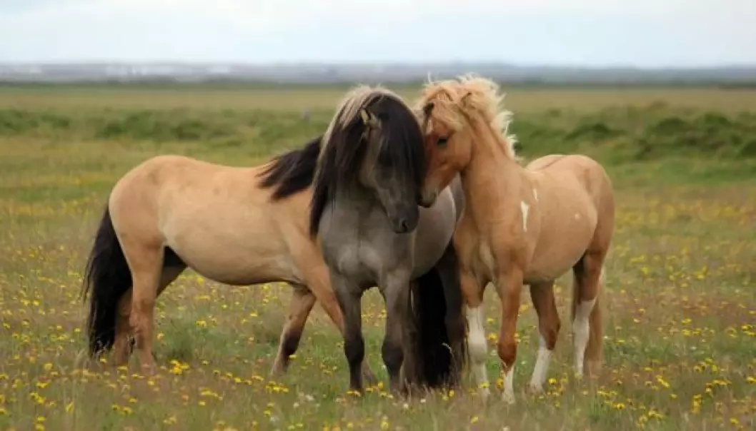 New study shows how horses changed colour after man domesticated them. Here are three dun-coloured stallions. (Photo: Freyja Imsland)