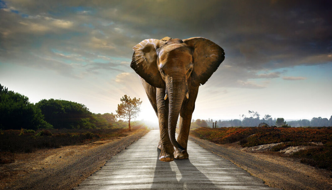 The first animals arose sometime between 650 and 800 million years ago, but why did it take so long? New research suggests that lack of oxygen was not the cause for delay. (Photo: <a href=http://www.shutterstock.com/pic-60414424/stock-photo-single-elephant-walking-in-a-road-with-the-sun-from-behind.html target="blank_">Shutterstock</a>)
The first animals arose sometime between 650 and 800 million years ago, but why did it take so long? New research suggests that lack of oxygen was not the cause for delay. (Photo: <a href=http://www.shutterstock.com/pic-60414424/stock-photo-single-elephant-walking-in-a-road-with-the-sun-from-behind.html target="blank_">Shutterstock</a>)
