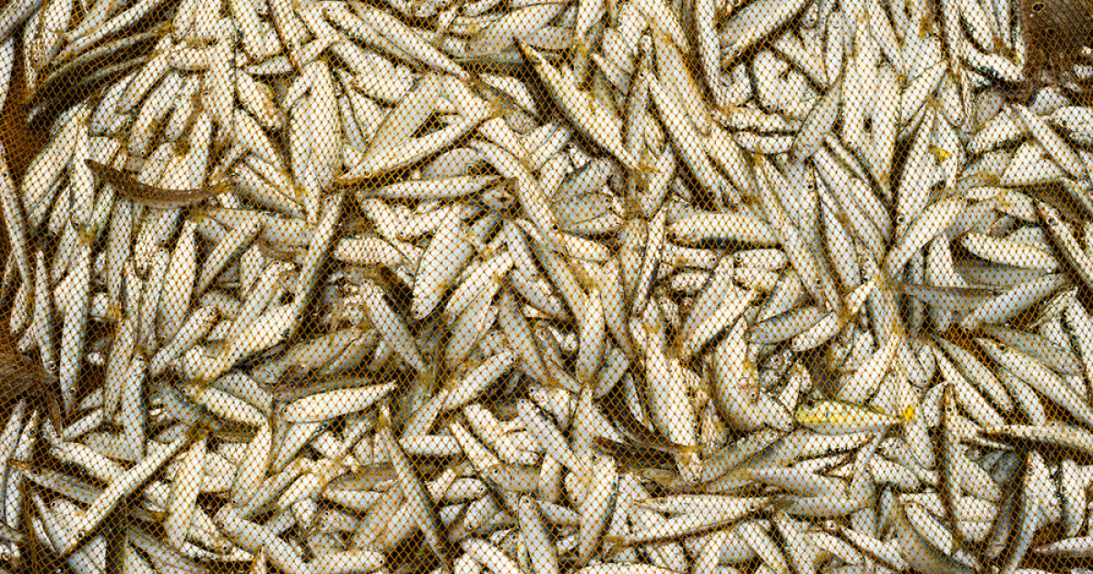 Top four ocean threats according to marine scientists