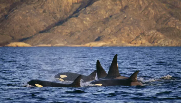 Why are banned chemicals still killing killer whales?