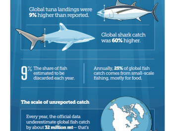 How much fish are we really catching? An infographic describes the full extent of overfishing, found to be among the top concerns among marine scientists when it comes to the threats facing the ocean. (Illustration: The Pew Charitable Trusts)
How much fish are we really catching? An infographic describes the full extent of overfishing, found to be among the top concerns among marine scientists when it comes to the threats facing the ocean. (Illustration: The Pew Charitable Trusts)