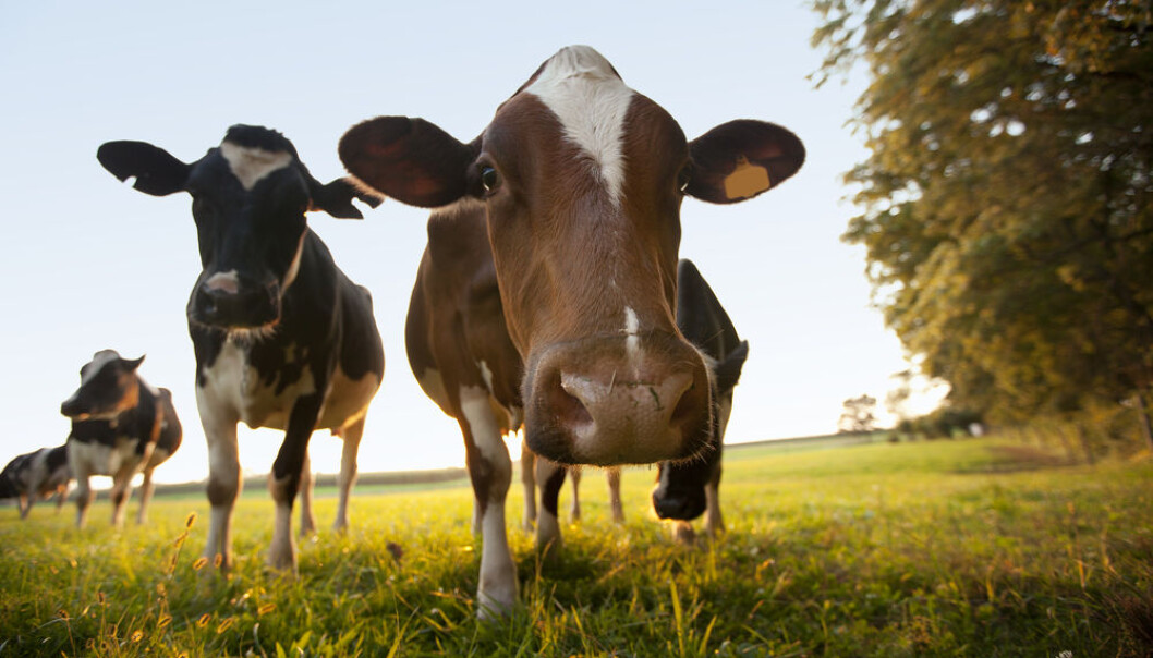 Organic cattle have a smaller environmental impact than conventional cattle farming. But the same is not true for pigs. (Photo: <a href=http://www.shutterstock.com/da/pic-178853378/stock-photo-curious-cows-grazing-in-a-field-this-photo-has-shallow-depth-of-field.html target="blank_">Shutterstock</a>) Organic cattle have a smaller environmental impact than conventional cattle farming. But the same is not true for pigs. (Photo: <a href=http://www.shutterstock.com/da/pic-178853378/stock-photo-curious-cows-grazing-in-a-field-this-photo-has-shallow-depth-of-field.html target="blank_">Shutterstock</a>)
