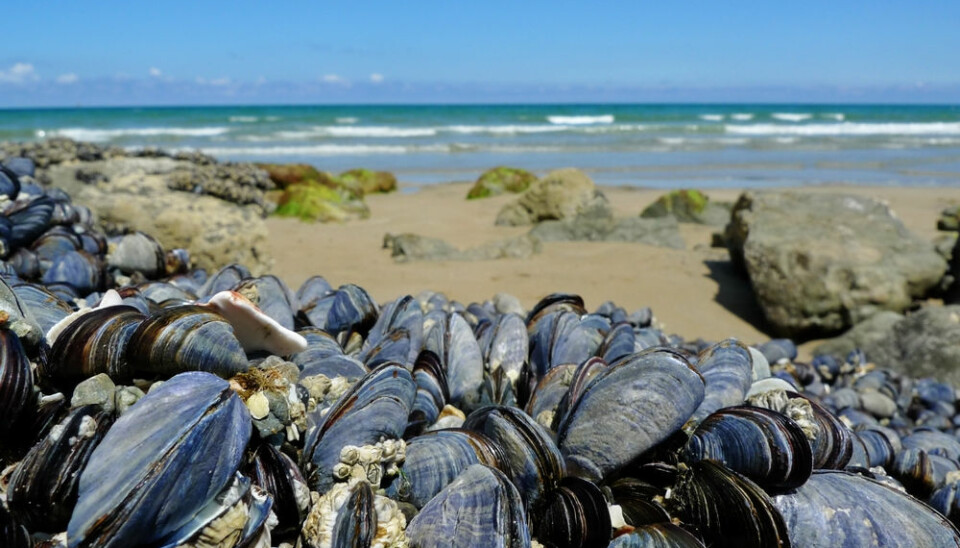 New study questions whether the IPCC report has overestimated the effects of ocean acidification on calcified marine animals like mussels, snails, corals, or sea urchins. (Photo: Shutterstock).