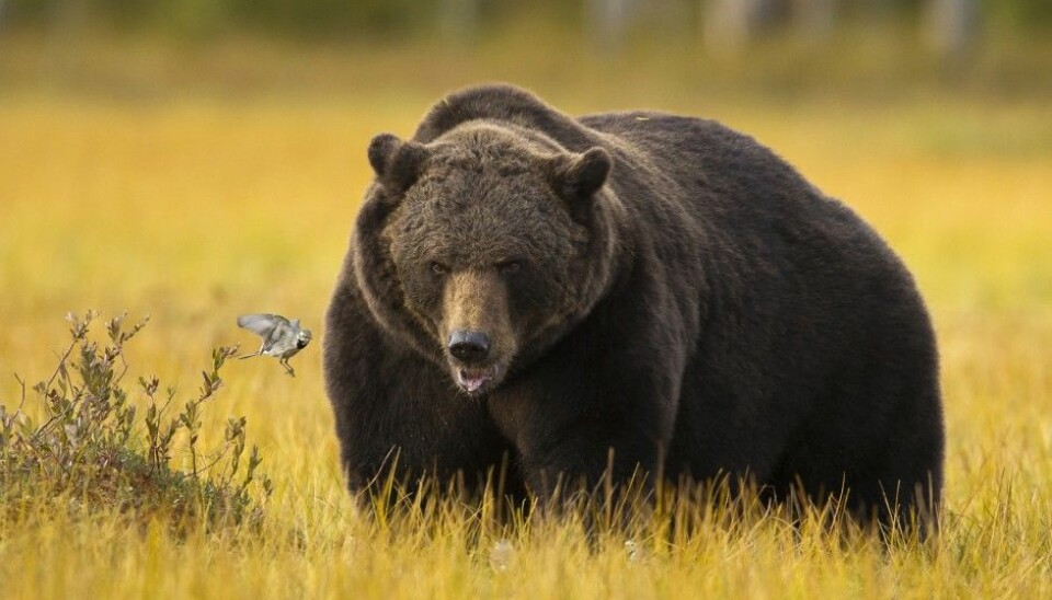 How can bears gain so much girth without incurring health problems? (Photo: Arnfinn Johansen / NTB scanpix)
