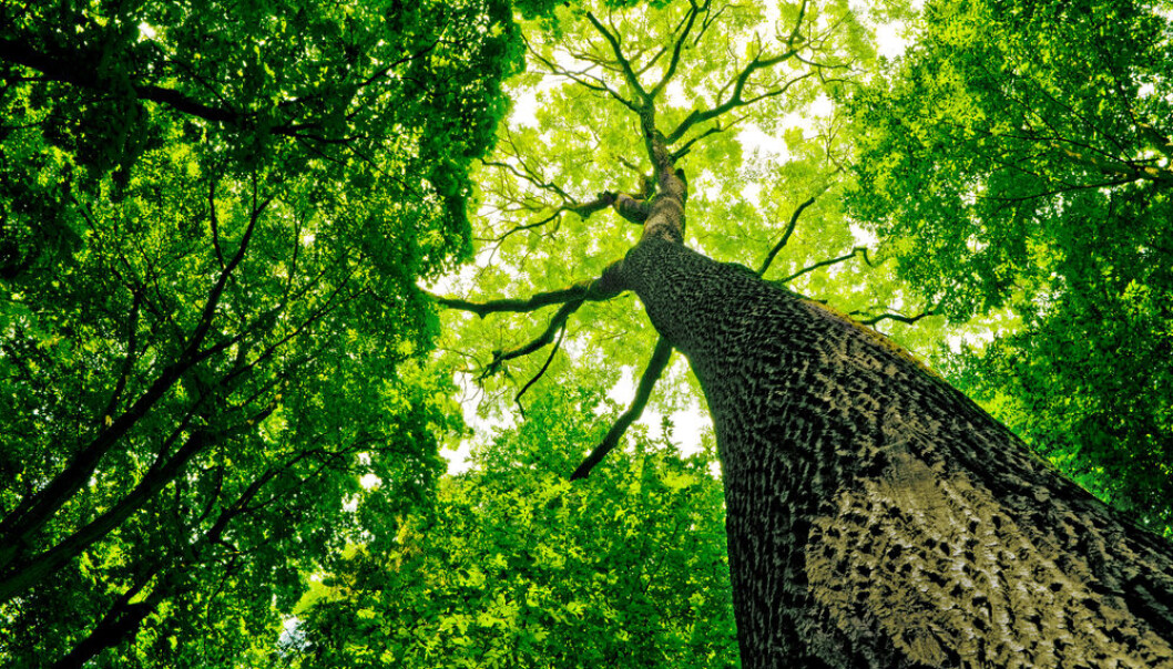 Trees are made up of lignin and cellulose, which are subsequently broken down by fungi. (Photo: <a href=http://www.shutterstock.com/da/pic-95030080/stock-photo-forest-trees-nature-green-wood-sunlight-backgrounds.html target="blank">Shutterstock</a>)
Trees are made up of lignin and cellulose, which are subsequently broken down by fungi. (Photo: <a href=http://www.shutterstock.com/da/pic-95030080/stock-photo-forest-trees-nature-green-wood-sunlight-backgrounds.html target="blank">Shutterstock</a>)