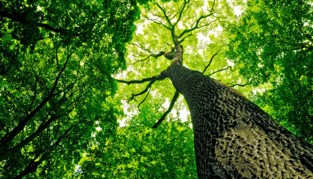 Trees are made up of lignin and cellulose, which are subsequently broken down by fungi. (Photo: Shutterstock)