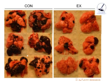 Tumours were reduced by 50 to 60 per cent in mice who followed a regular, intense exercise regime (right in the diagram) compared with a control group (left in the diagram). (Photo: Pedersen et al./Cell Metabolism 2016) Tumours were reduced by 50 to 60 per cent in mice who followed a regular, intense exercise regime (right in the diagram) compared with a control group (left in the diagram). (Photo: Pedersen et al./Cell Metabolism 2016)