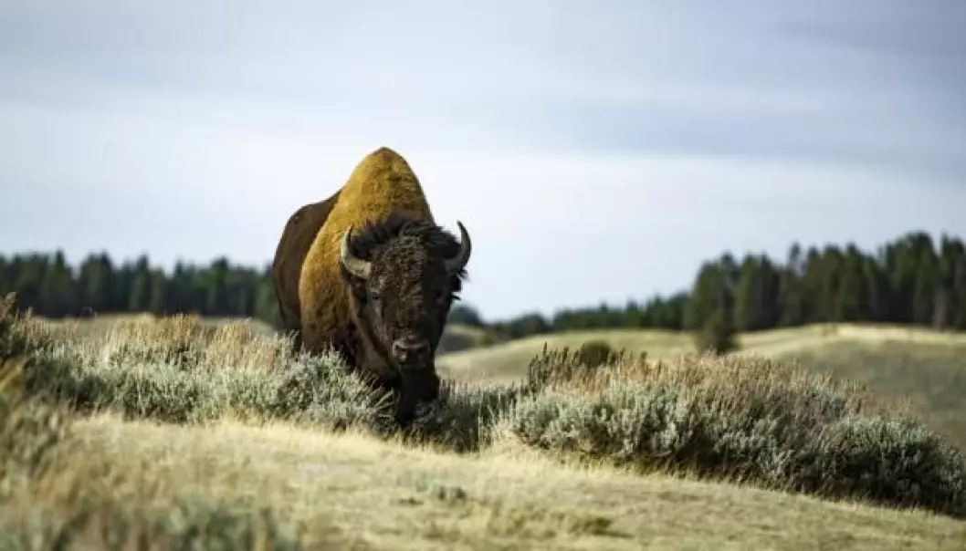Bison were reintroduced on the island of Bornholm in 2012 in an attempt to promote species diversity. But some scientists are critical of such projects, and warn of the unforeseen risks of disease and parasites associated with relocating animals to new places. (Photo: Shutterstock)
