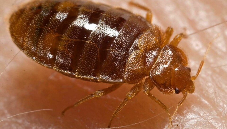 The common bed bug is another example of ‘metapolution dynamics’. (Photo: Wikipedia / Piotr Naskrecki)