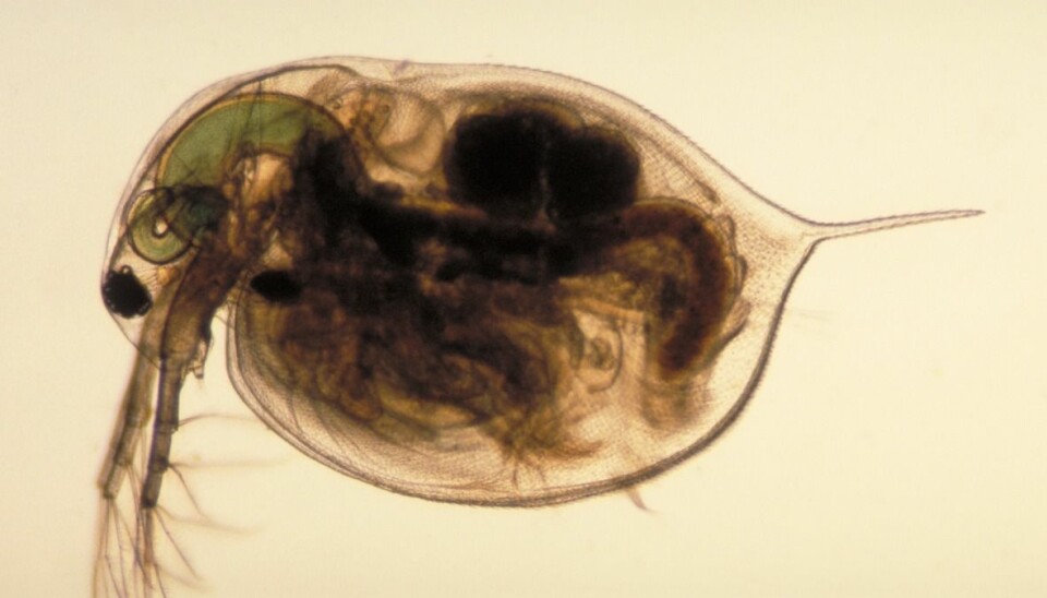 There are many other species whose pattern of extinction and colonisation are described by ‘metapopulation dynamics’. Water fleas--daphnia--that live in rock pools are one such example. (Photo: Wikipedia / PLOS Biology)