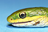 Retained Eye Caps in Snakes