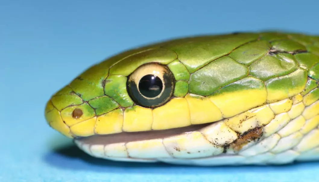 Snakes have no eyelids. Instead, their eye has a protective membrane, which is renewed when they shed their skin. The membrane functions just like a contact lens, helping to amass light and form an image. (Photo: Mads F. Bertelsen)