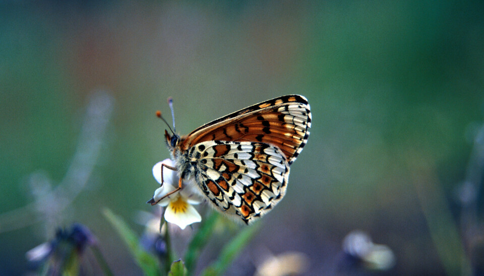 The Glanville fritillary butterfly went extinct in southwest mainland Finland in the 1970s, but DNA analyses of museum samples suggest a hidden history of a species trying to adapt in the face of rapid habitat loss. (Photo: Tari Haahtela)