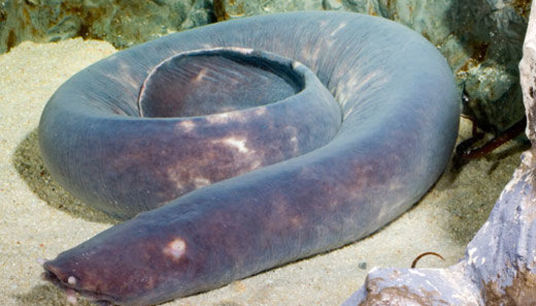 When the hagfish is about to eat, it ties itself in a knot that it pushes towards its jawless mouth. This enables it to take a large bite of the carcass it wants to eat. When the hagfish is about to eat, it ties itself in a knot that it pushes towards its jawless mouth. This enables it to take a large bite of the carcass it wants to eat.