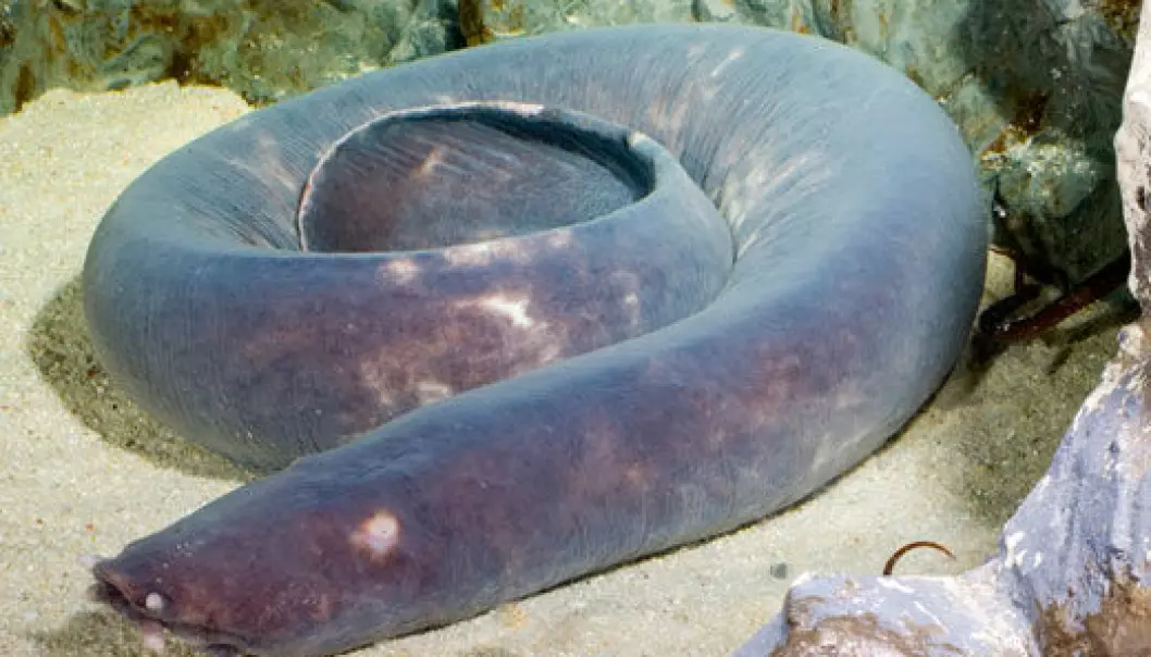 When the hagfish is about to eat, it ties itself in a knot that it pushes towards its jawless mouth. This enables it to take a large bite of the carcass it wants to eat.