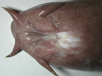 The hagfish, which is about 50 cm long, eats it prey by swimming into the carcass and then eating its way slowly through the dead animal. The hagfish, which is about 50 cm long, eats it prey by swimming into the carcass and then eating its way slowly through the dead animal.