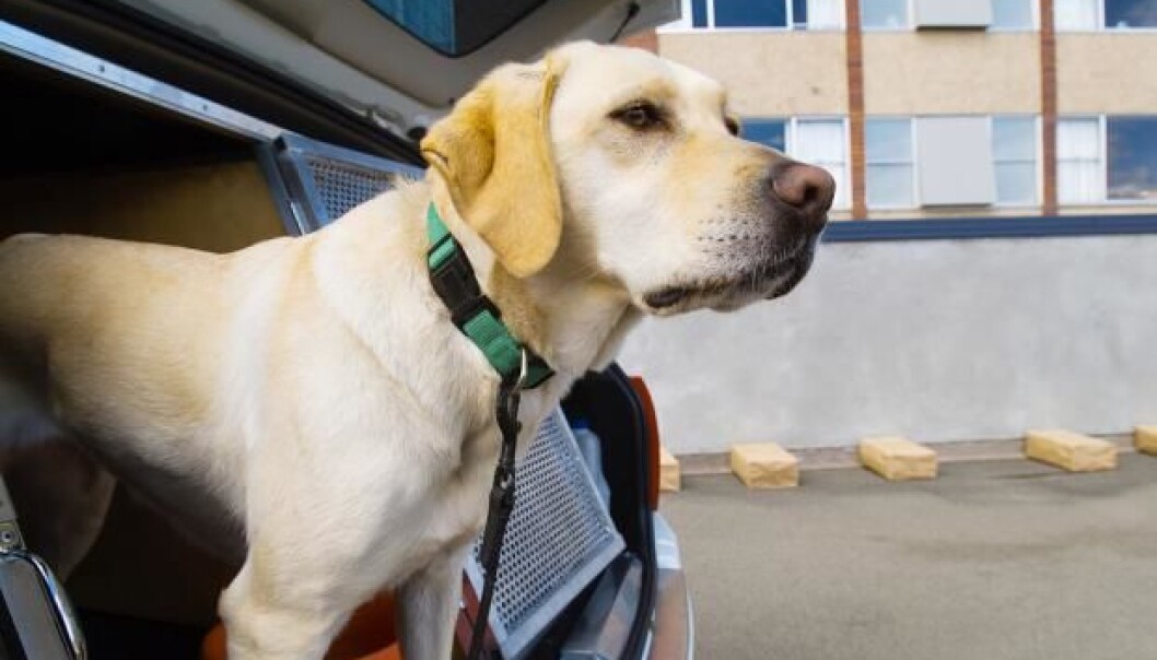 Dogs trained to sniff out explosives may soon be out of a job, according to scientists who have succeed in creating artificial noses that are faster, cheaper, and they say, more accurate. (Photo: Shutterstock) Dogs trained to sniff out explosives may soon be out of a job, according to scientists who have succeed in creating artificial noses that are faster, cheaper, and they say, more accurate. (Photo: Shutterstock)