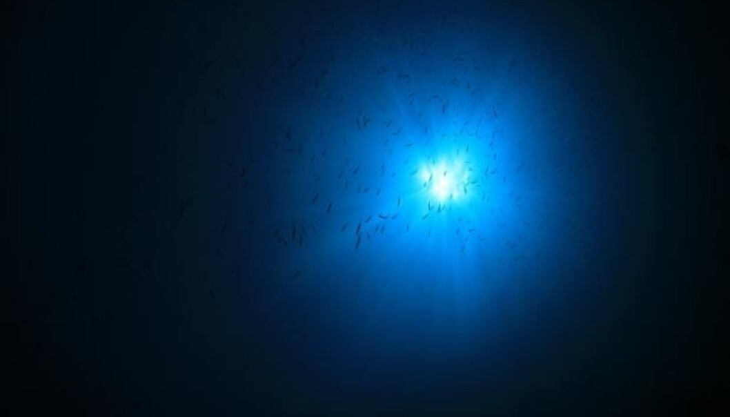 Fishing the deep sea has great potential, but scientists warn that we should understand these ecosystems before we start fishing. (Photo: Shutterstock). Fishing the deep sea has great potential, but scientists warn that we should understand these ecosystems before we start fishing. (Photo: Shutterstock).
