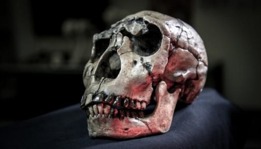A new mathematical model explains the evolution of our teeth, and could help reveal new details of our evolutionary history. This photo shows a skull of Homo ergaster from Kenya, which was used in the new study. (Photo: David Hocking) A new mathematical model explains the evolution of our teeth, and could help reveal new details of our evolutionary history. This photo shows a skull of Homo ergaster from Kenya, which was used in the new study. (Photo: David Hocking)