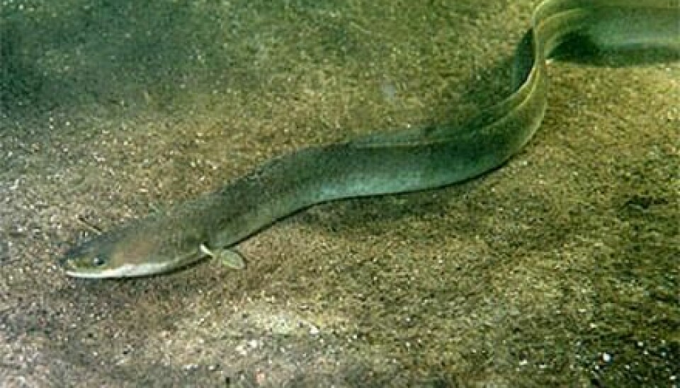 Every year, European eel migrates to the Sargasso Sea in the Atlantic Ocean to breed. But scientists did not know whether Mediterranean eels took part in this epic journey. New research shows that they do. (Photo: Ron Offermans)