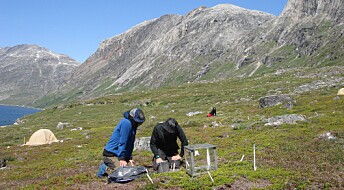 Arctic plants help cool the planet